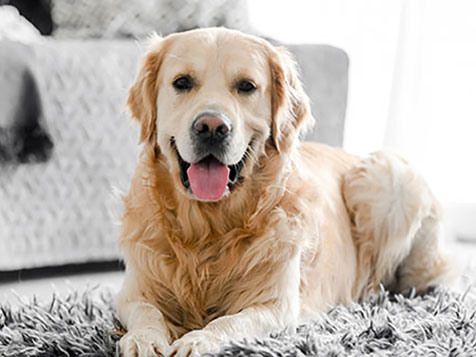 Cooper's Scoopers - Area Representative Cooper's Scoopers - Area Representative Slider 5