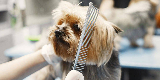 Onyva Dog Spa Slider-2