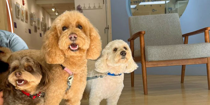 Onyva Dog Spa Slider-7