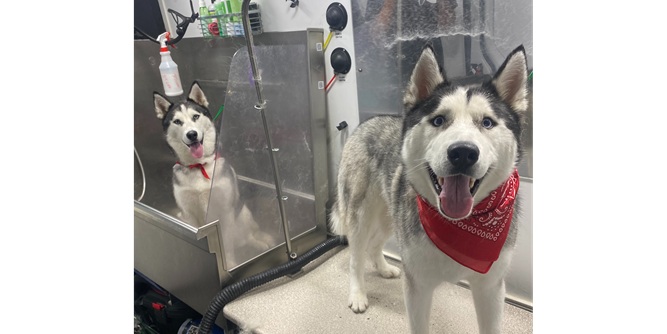 Fluffy Pet Wash Slider-5