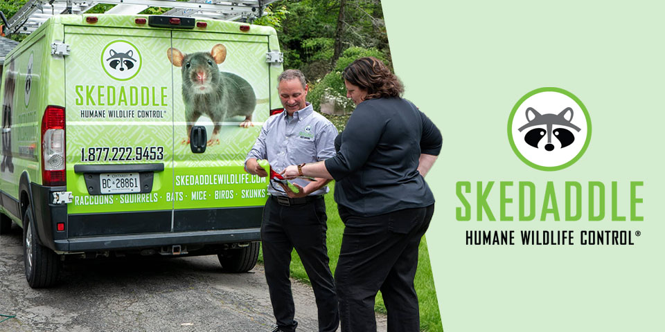 Skedaddle Humane Wildlife Control width=