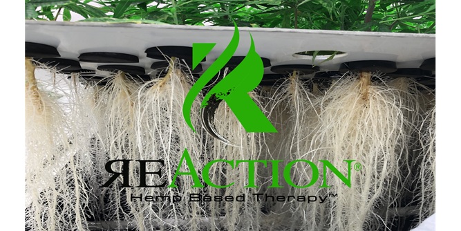 ReAction® - The Future of Wellness is Here Slider-3