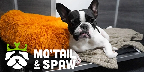 Mo'Tail & Spaw