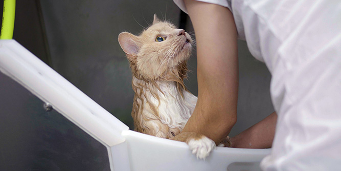 Bark & Mane Mobile Pet Grooming Slider-4
