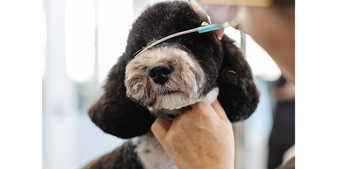 Sparkle Grooming Co. Slider-4