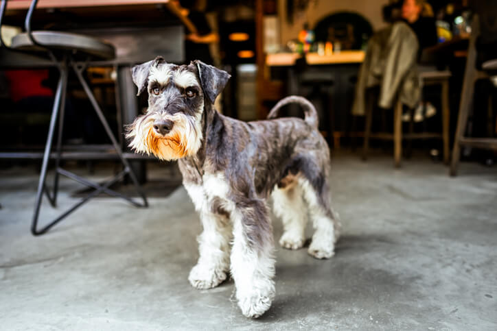 From Corporate Vice President to Pet Food Franchise Owner: Carlos DeLeon's Story